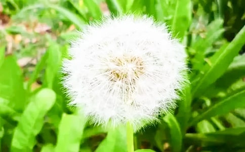 ƷѹӢƪ