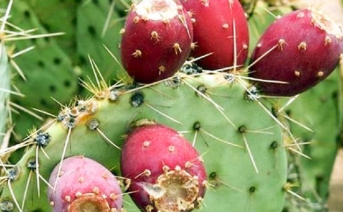 ġ؂15ƪ